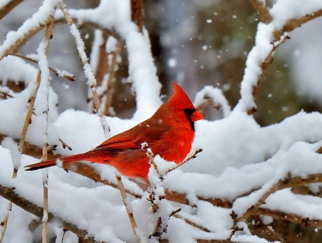 Cardinals in the snow and a Blue Jay