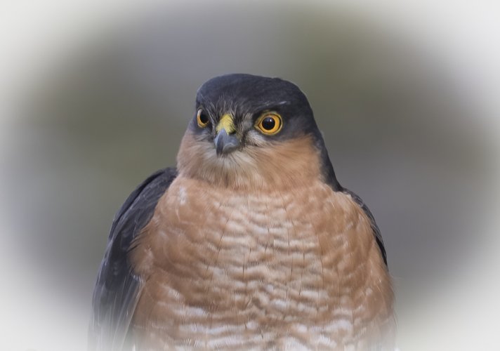 Male Sparrowhawk 'Spike' a Portrait