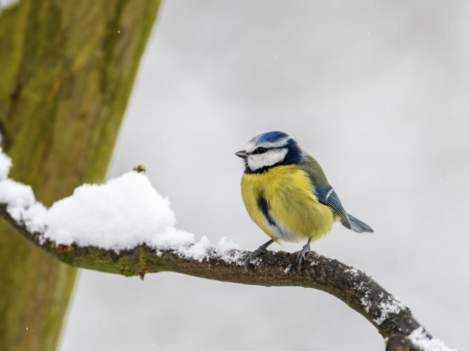 Bluetit.jpg