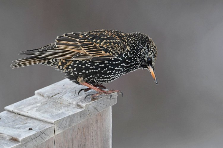 European Starling