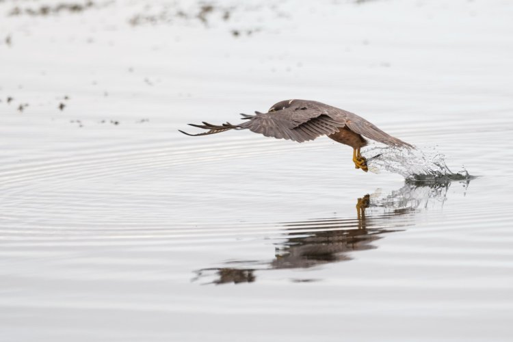 Hobby snatching prey from surface of a lake.