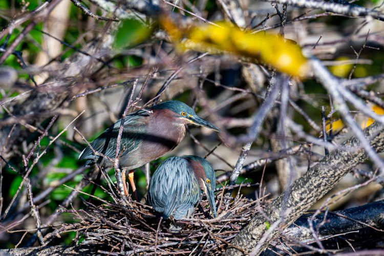 Nesting Green Herons