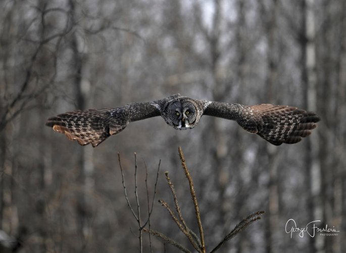 Great Grey Owl focused.