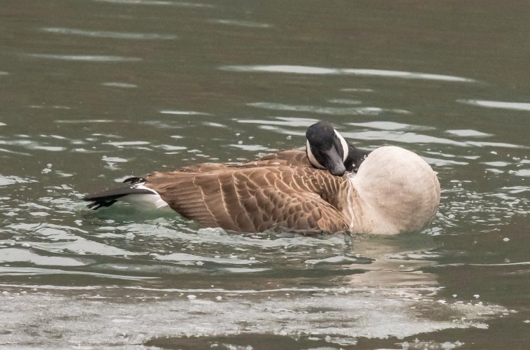 Very pregnant Canada goose