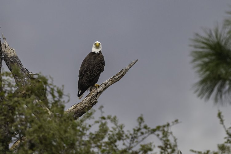 Bald Eagle Lookout