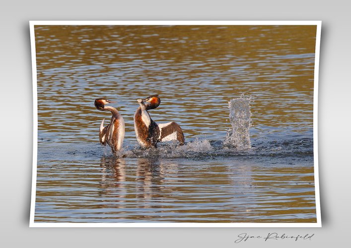 Elaborate mating display (great Crested Grebe!