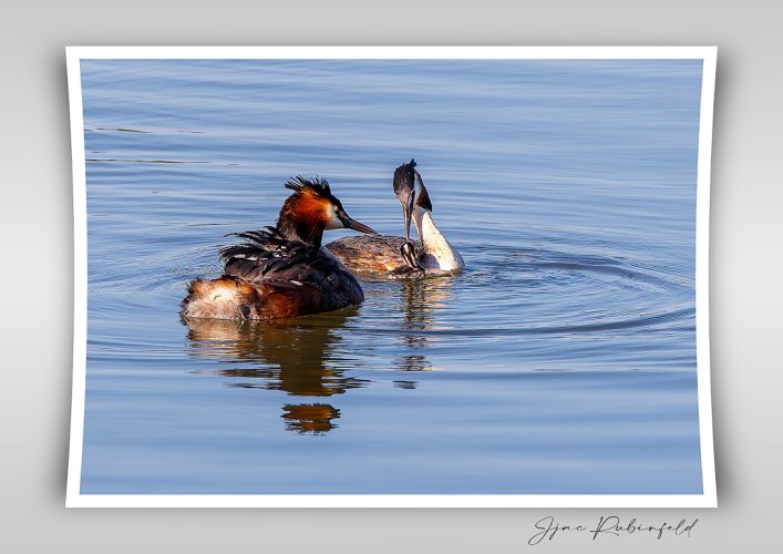 crested grebe family