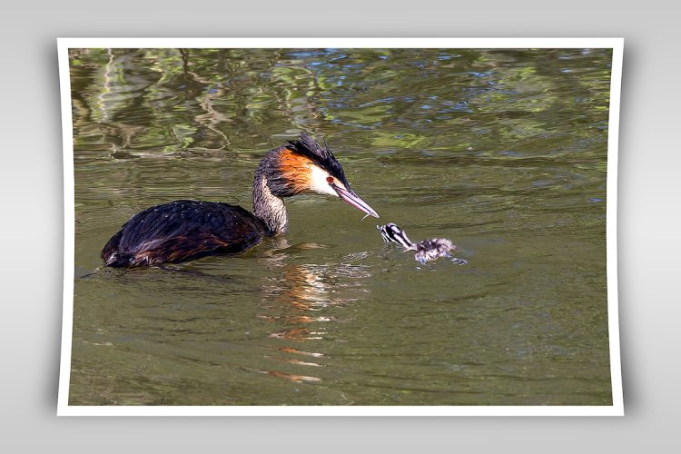 crested grebe family