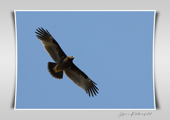 Greater spotted eagle(?) last year in Israel, Agamon reserve