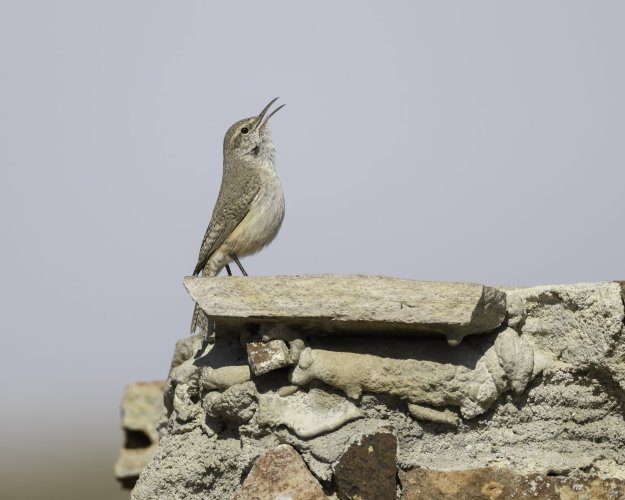 Some Love for the Little Guys - Share your Songbird/Warblers/Wrens....