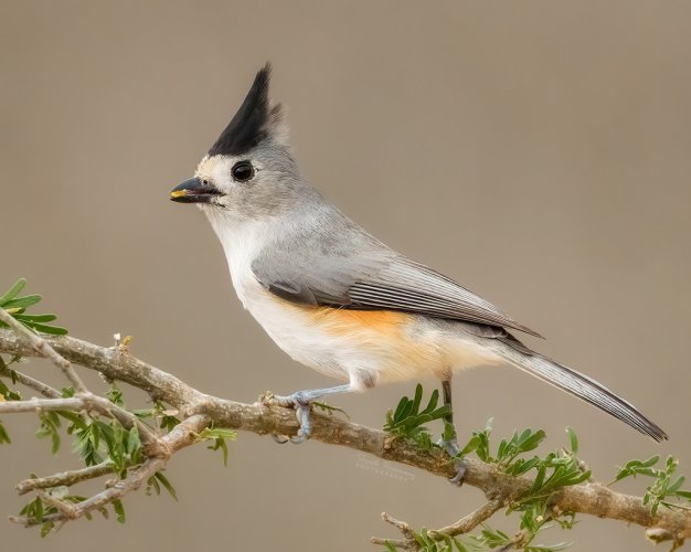 Black-Crested Titmouse (D850, 500PF)