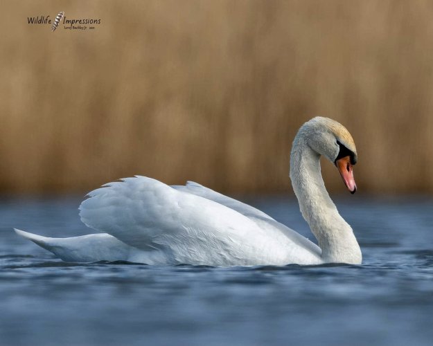 Mute Swan , first images with my new 600f4e /D850