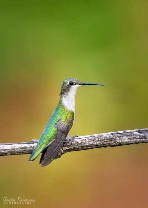 Black-chinned hummingbird female
