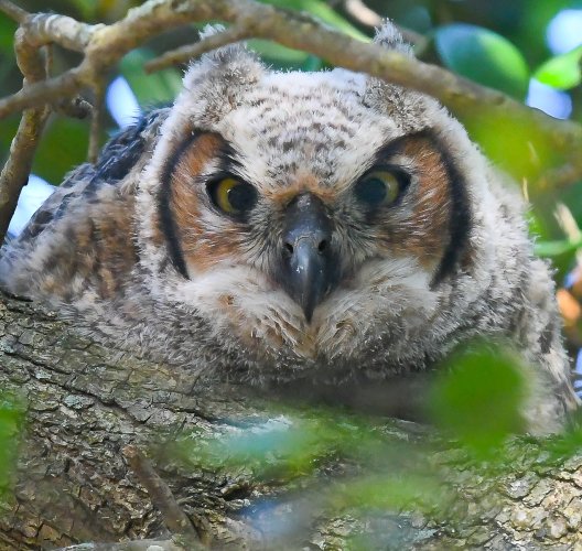 Horned Owlet