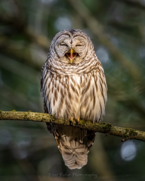 Laughing OWL