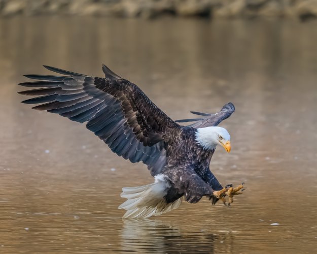 Bald Eagle about to make a catch!