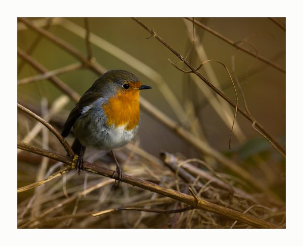 Robin. Song thrush, and Black bird