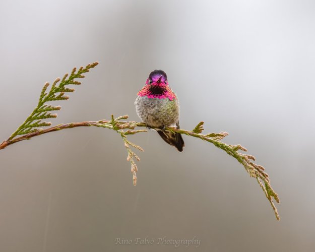 Anna's Hummingbird hangout