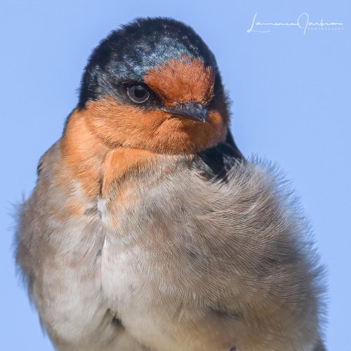 Welcome Swallow posing :-)