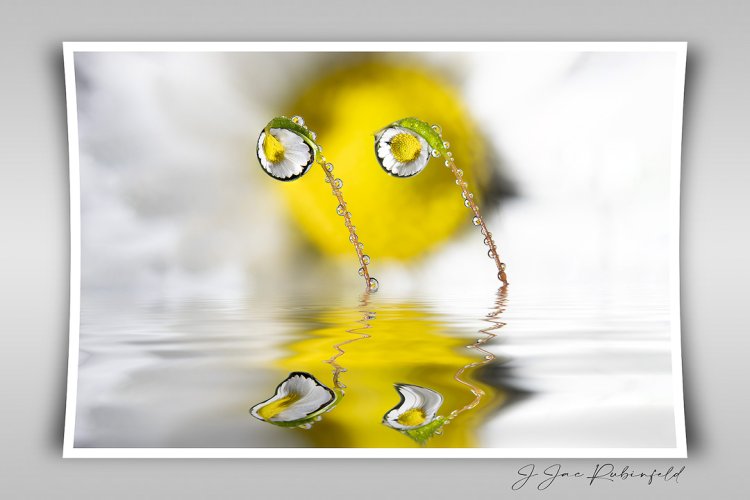 Daisy and water drops...