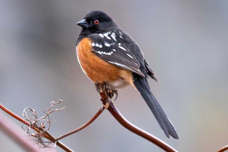 Spotted Towhee West Kelowna British Columbia Canada March 30 2021