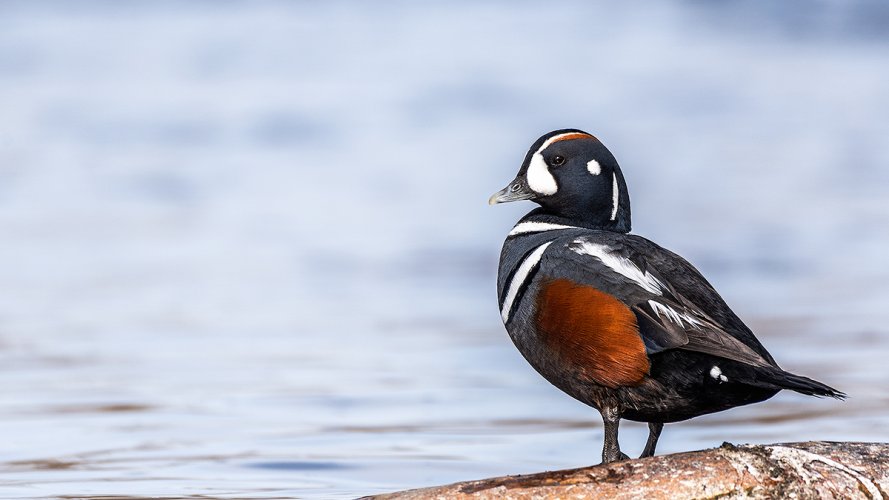 Harlequin Ducks (From This Morning)
