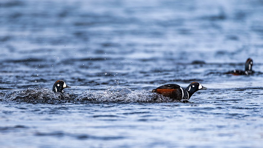 Harlequin Ducks (From This Morning)