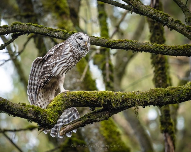 Even Owls need a good stretch