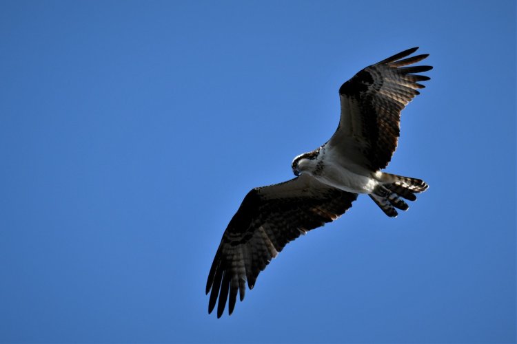 Osprey inflight with a Catch. Second photo added.