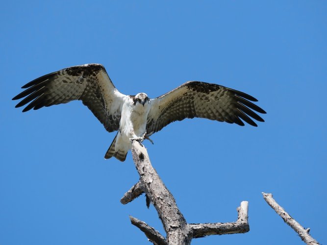 Young ospreys on the move