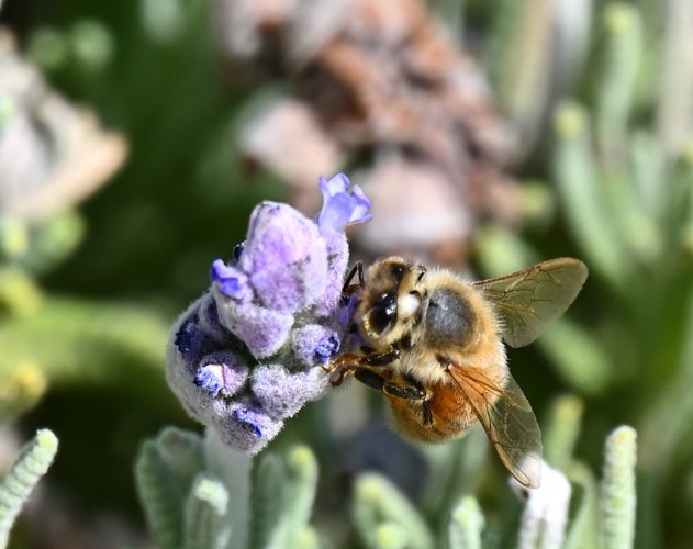 Pollinating Bees