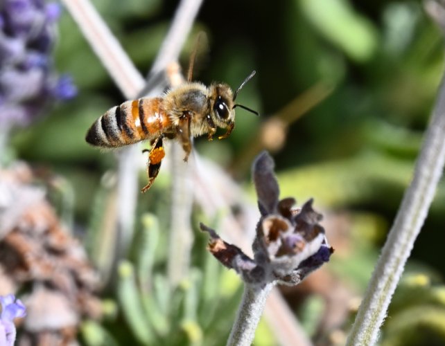 Pollinating Bees