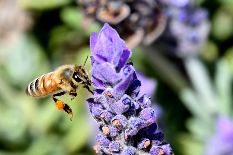 Pollinating Bees