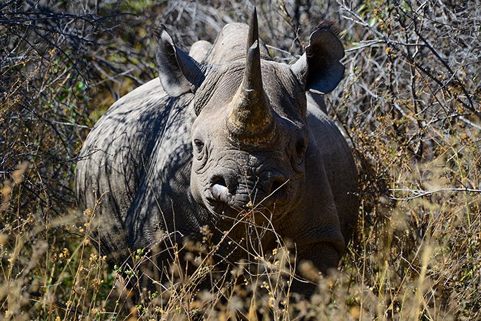 Memorable Wildlife Encounters....What's Yours?