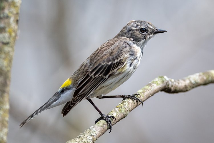 Warblers are back in Ontario!