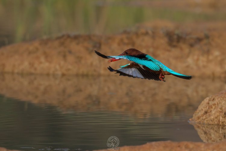 India - A set of water birds in flight!