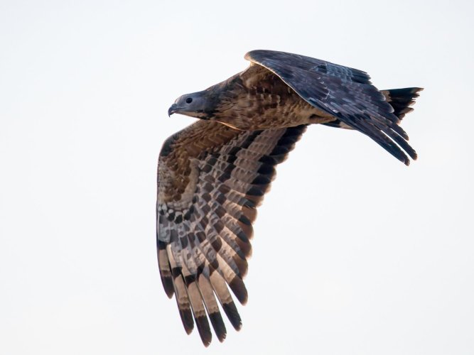 India - Raptors - On the wing!