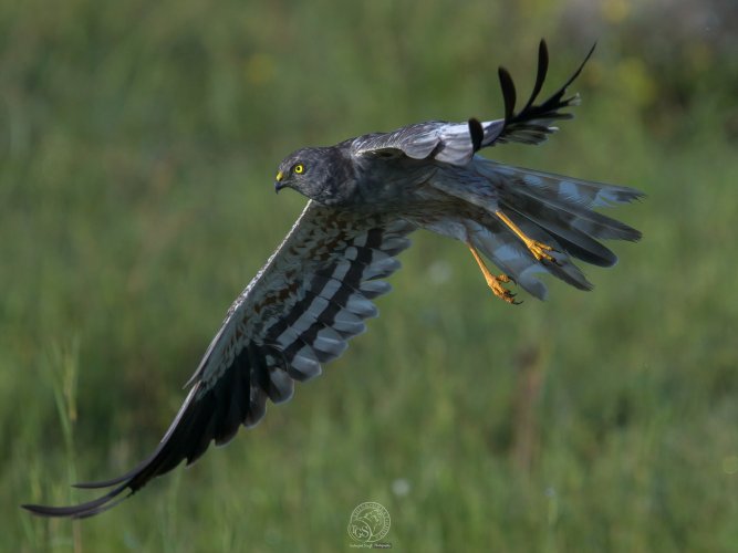 India - Raptors - On the wing!