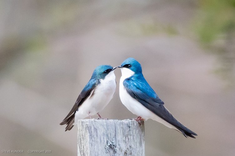 Tree Swallows. "Love is in the Air"