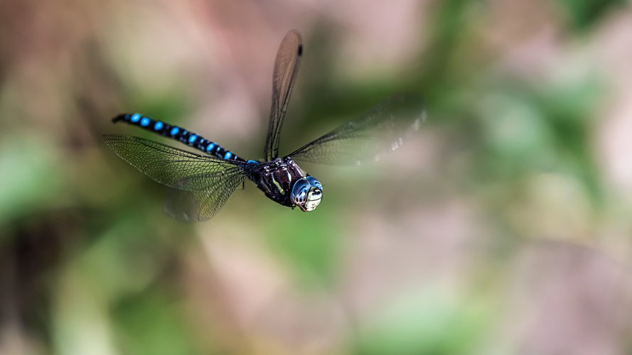 Dragonfly In Flight