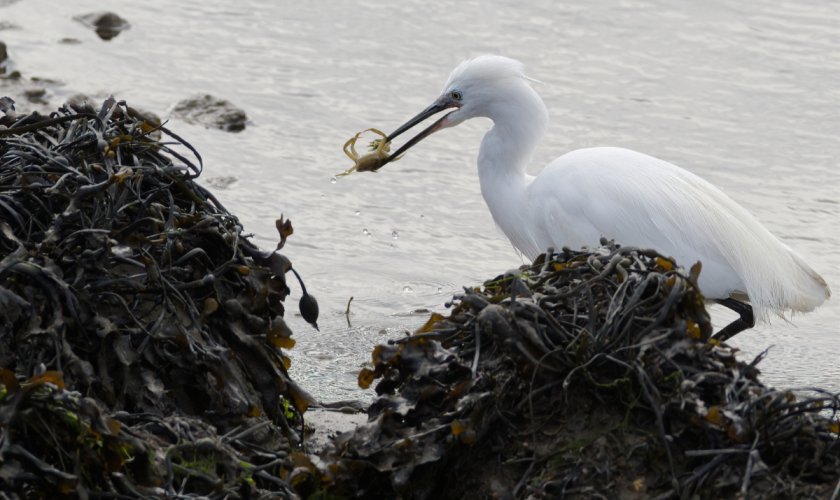 Little Egret with lunch in southern U.K.