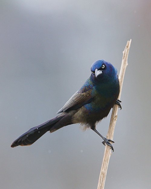 Common Grackle