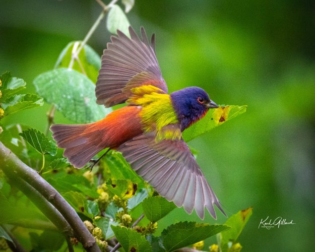 Painted Bunting