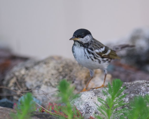 A few photos from my bird studio