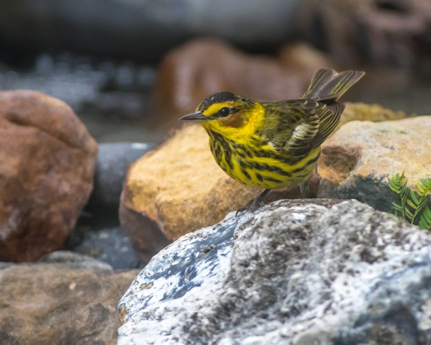 A few photos from my bird studio