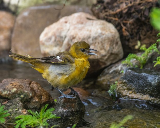 A few photos from my bird studio