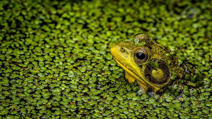 Frog in duckweed