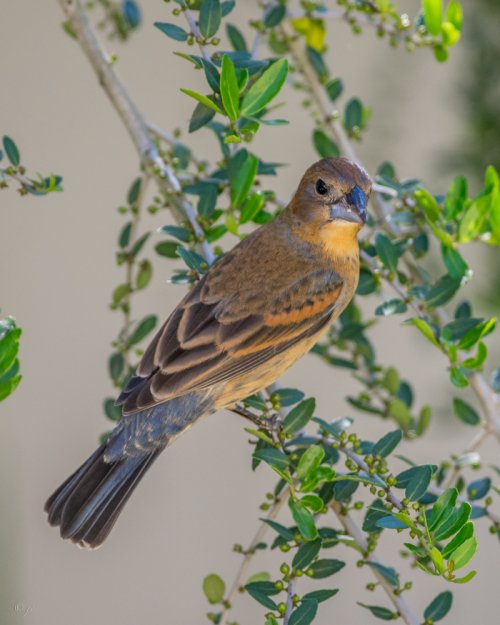 Blue grosbeak