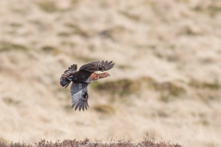 Red Grouse BIF from the UK