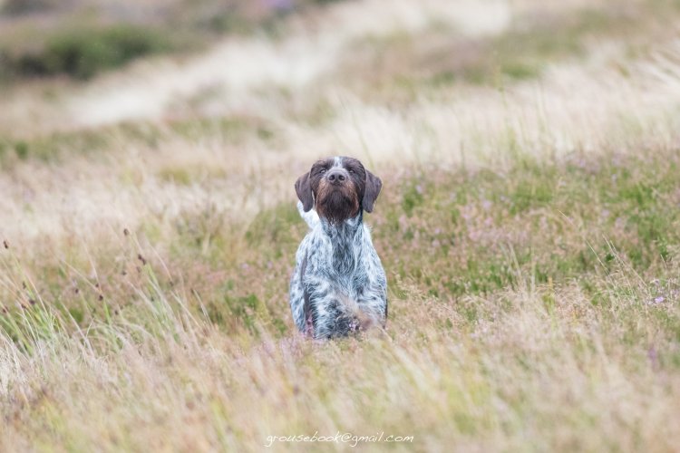 German Wirehaired Pointer Dog on Point in the UK